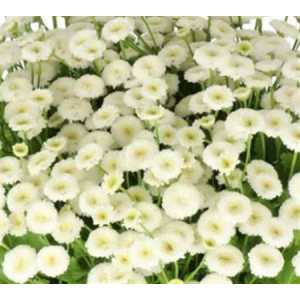 Tanacetum Rio