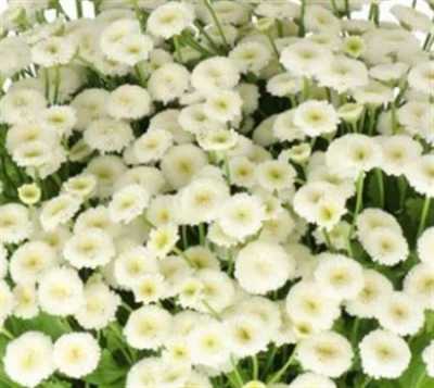 Tanacetum Rio