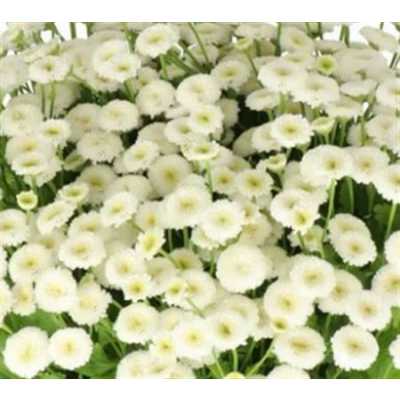 Tanacetum Rio