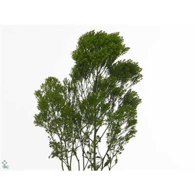 Trachelium Jade (green)