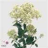 Trachelium White Lake Michig
