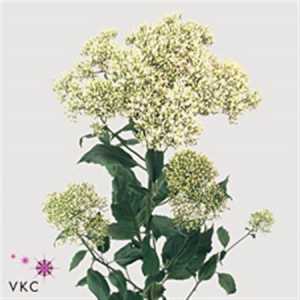 Trachelium White Lake Michig