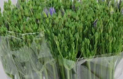 Triteleia Corrina