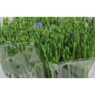 Triteleia Corrina