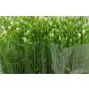 Triteleia White