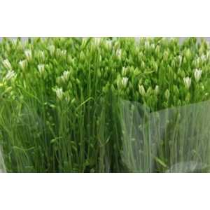 Triteleia White