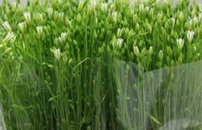 Triteleia White
