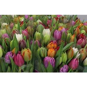 Tulip Mixed Double