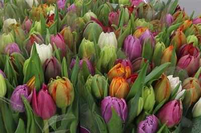 Tulip Mixed Double