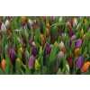 Tulip Mixed In Bunch