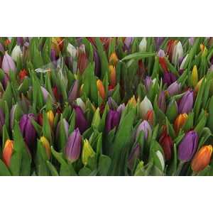 Tulip Mixed In Bunch