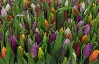 Tulip Mixed In Bunch