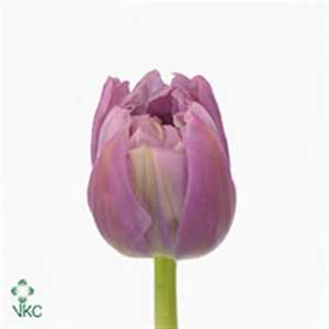 Tulipa Du Double Price