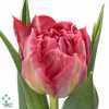 Tulipa Du Flash Point