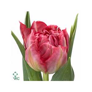 Tulipa Du Flash Point