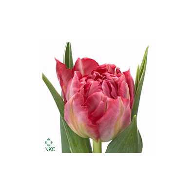 Tulipa Du Flash Point