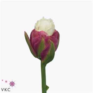 Tulipa Du Ice Cream