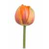 Tulipa Du Orange Princess
