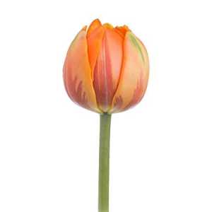 Tulipa Du Orange Princess