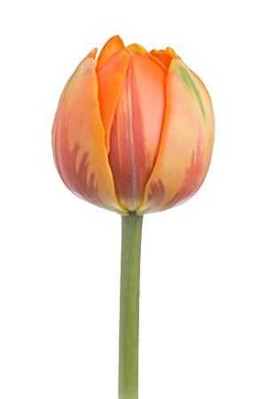Tulipa Du Orange Princess