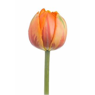 Tulipa Du Orange Princess