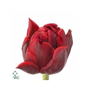 Tulipa Du Red Princess