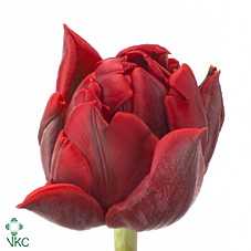 Tulipa Du Red Princess