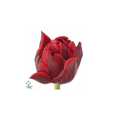 Tulipa Du Red Princess