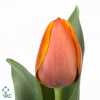 Tulipa En Ad Rem