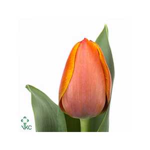 Tulipa En Ad Rem