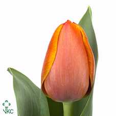 Tulipa En Ad Rem
