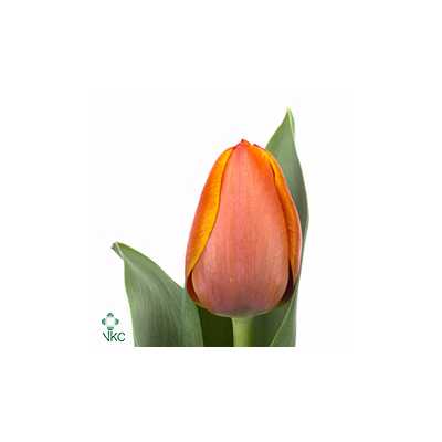 Tulipa En Ad Rem
