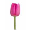 Tulipa En Barcelona