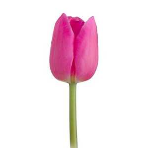 Tulipa En Barcelona