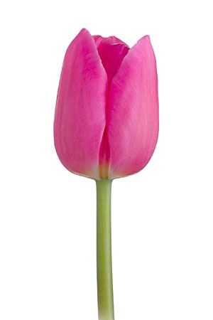 Tulipa En Barcelona