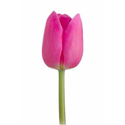Tulipa En Barcelona