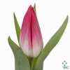 Tulipa En Bolroyal Pink