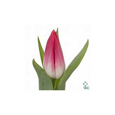 Tulipa En Bolroyal Pink