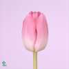Tulipa En Dynasty