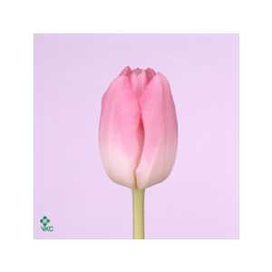 Tulipa En Dynasty