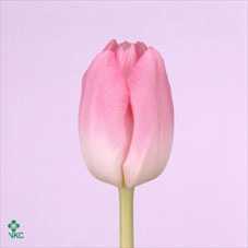 Tulipa En Dynasty