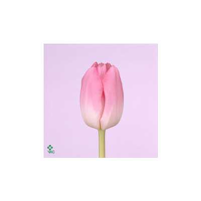 Tulipa En Dynasty