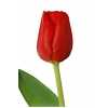 Tulipa En Escape