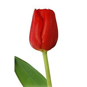 Tulipa En Escape