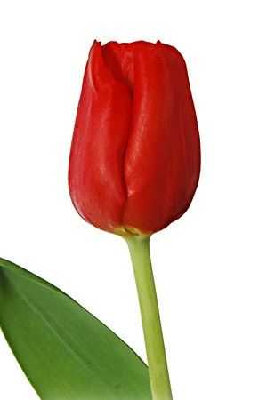 Tulipa En Escape