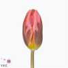 Tulipa En Pretty Princess