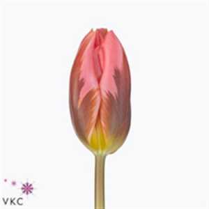 Tulipa En Pretty Princess
