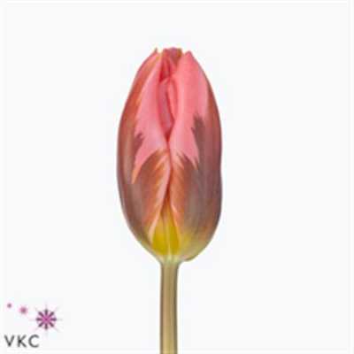 Tulipa En Pretty Princess
