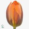 Tulipa En Prinses Irene
