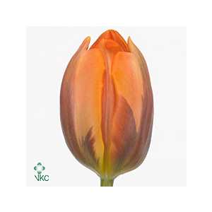 Tulipa En Prinses Irene